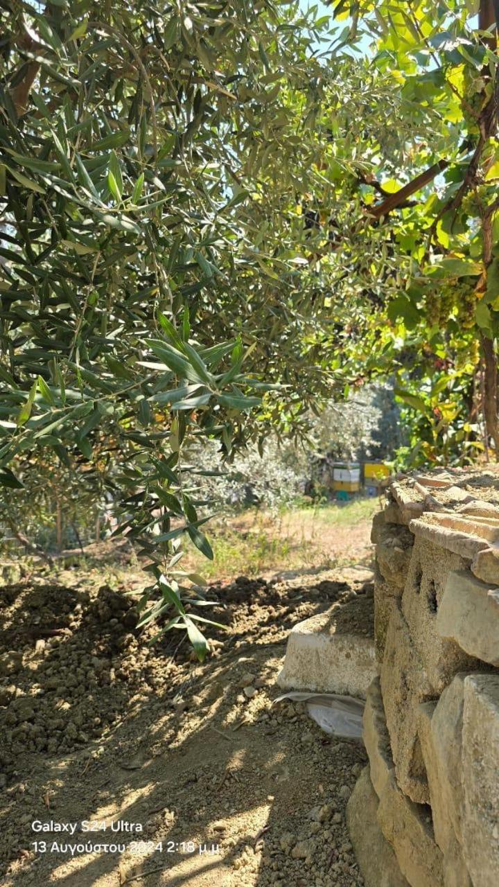 Rama Guest House Berat Dış mekan fotoğraf